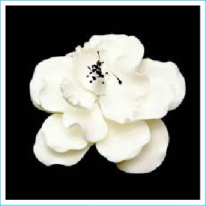 Sugar Flower White Dog Rose Black Stamen