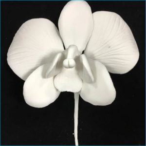 Sugar Flower White Phalaenopsis