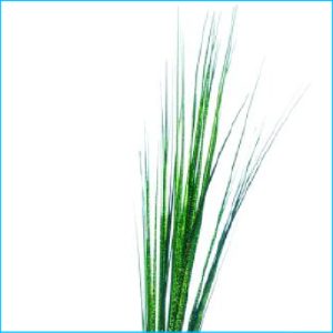 Spray Green Grass