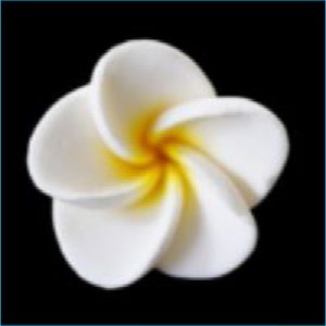 Sugar Flower Yellow Mini Frangipani 2.5c